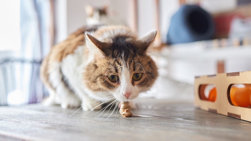 自動餵貓器終極指南-簡化你的生活和貓咪的飲食